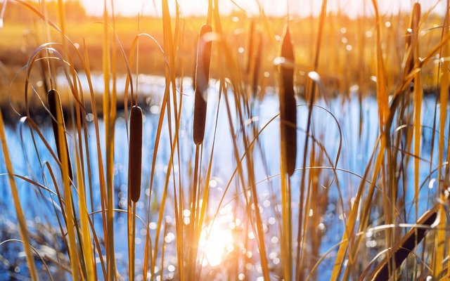 Cattails silhouetted against a glowing pond at sunset
